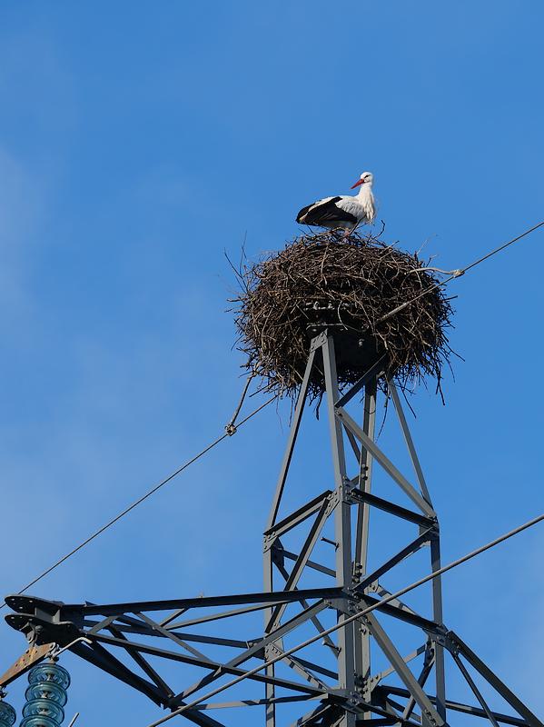 Les cigognes de la Belle Anguille, à Redon