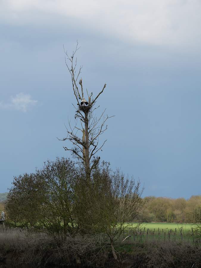 Cigognes sur leur nid à la Chapelle de Brain en mars