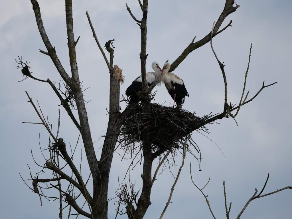 Cigognes en conciliabule sur leur nid à Pont-chéan