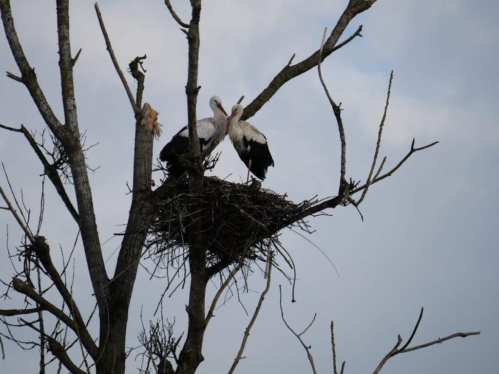 couple de cigognes sur son nid à la chapelle de brain