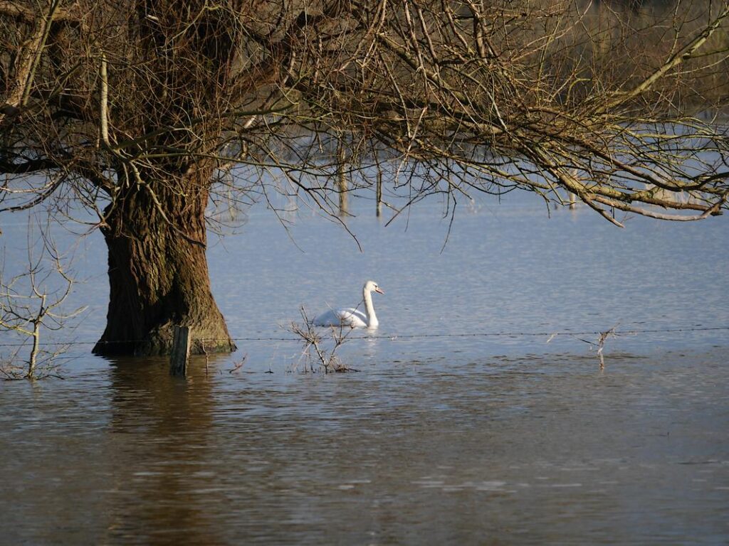 Cygne dans le marais de la Belle Anguille, à Redon