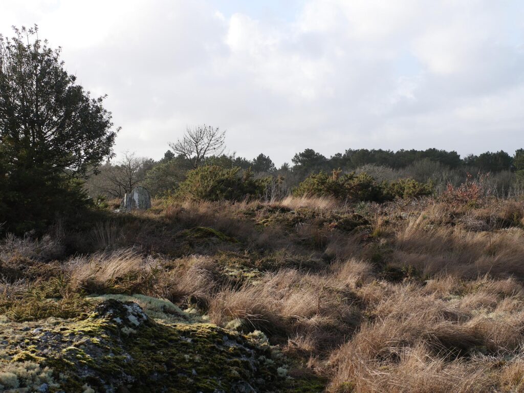 La lande de Gremel à Saint just, le soir