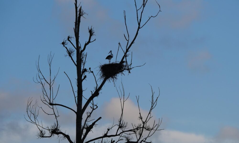 Nid de cigognes au bord de la Vilaine, à Pont-Chéan