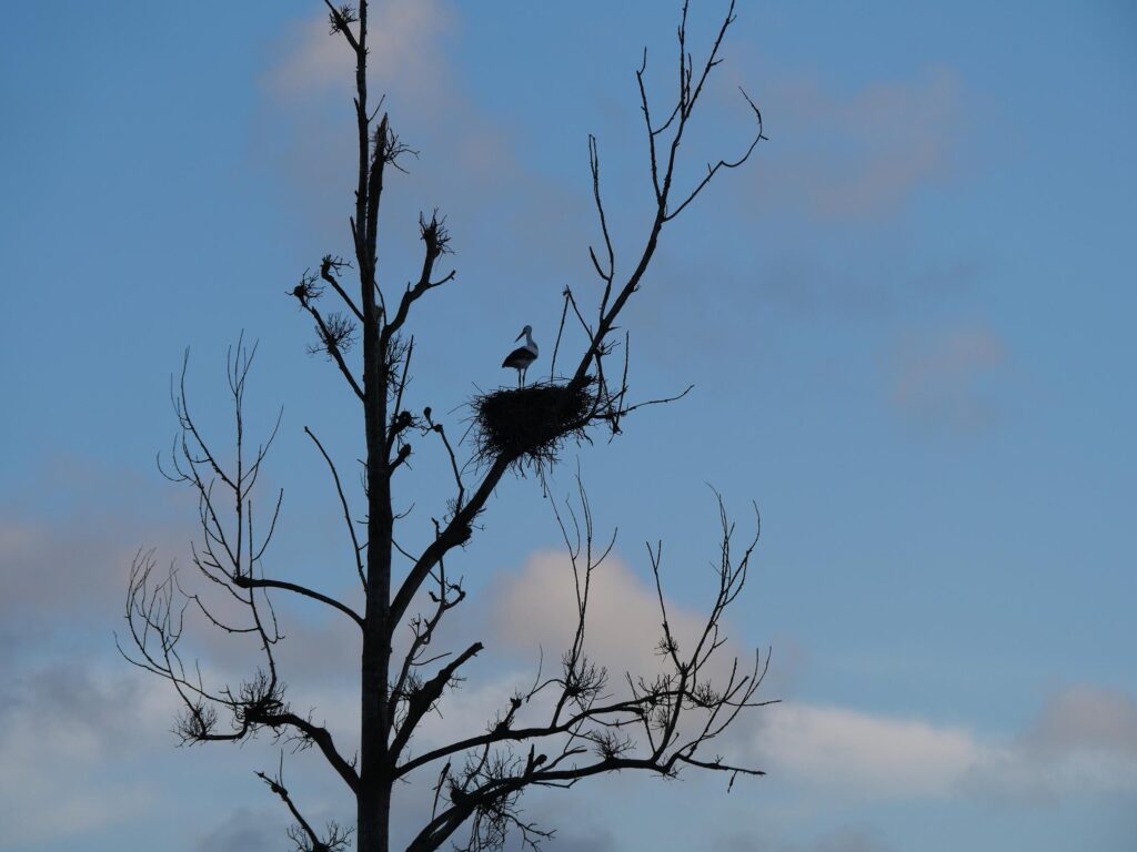 Nid de cigognes au bord de la Vilaine, à Pont-Chéan