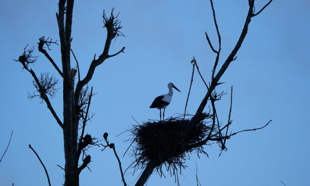 Cigognes de retour sur leur nid à Pont Chéan