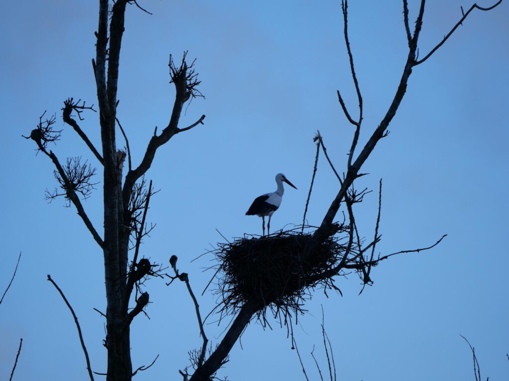 Cigognes de retour sur leur nid à Pont Chéan