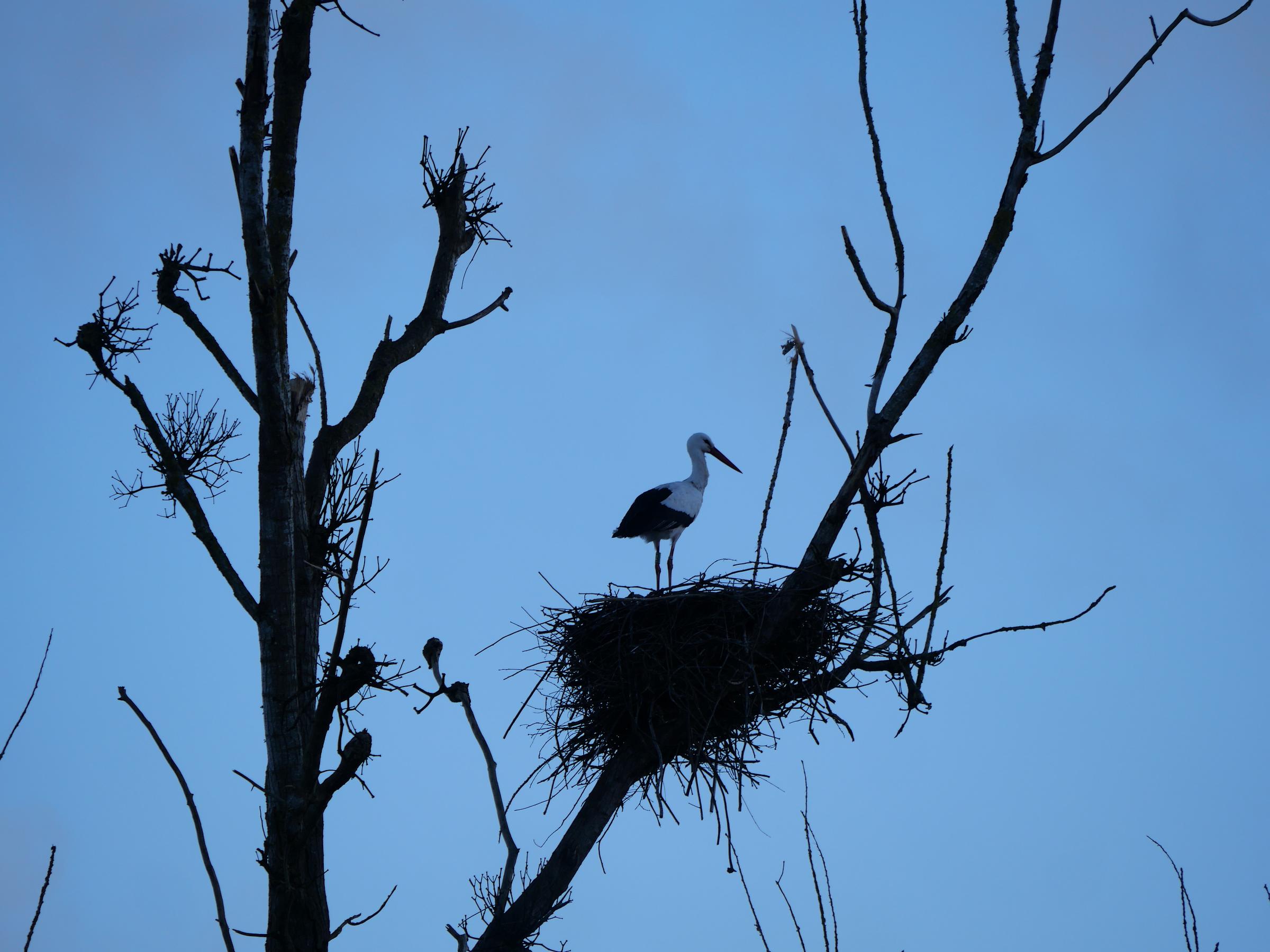 Cigognes de retour sur leur nid à Pont Chéan