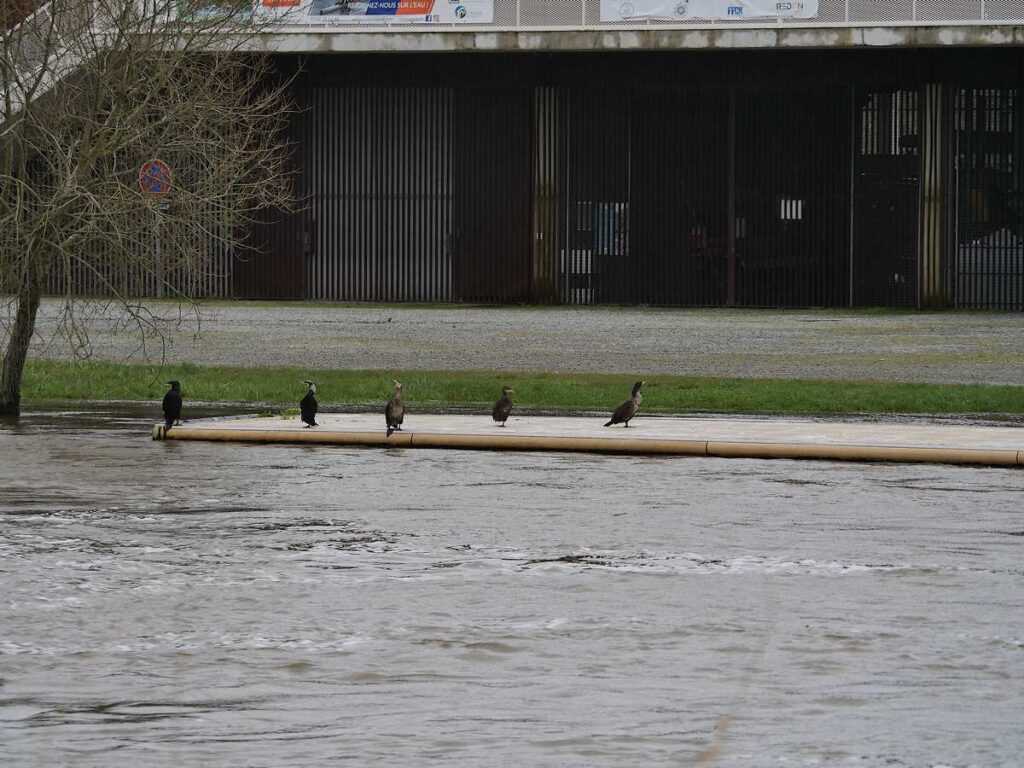 Cormorans à Redon, pendant les inondations