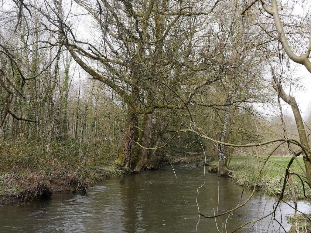 Le Canut, ruisseau à Saint just, en hiver