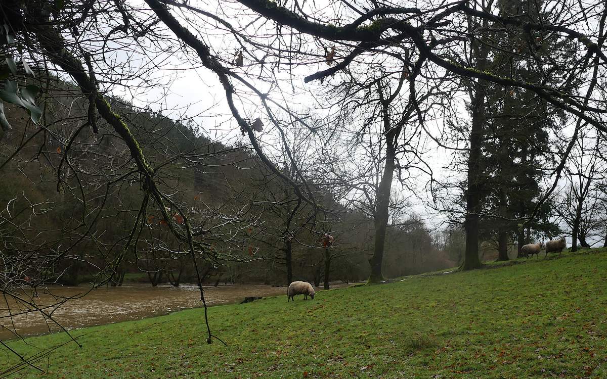 Moutons paissant à Trohinat
