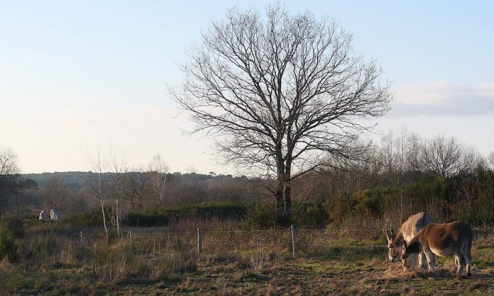 Anes au site mégalithique de Saint-just