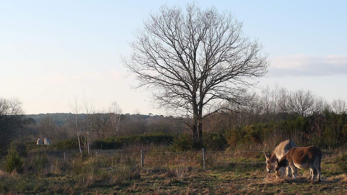 Anes au site mégalithique de Saint-just