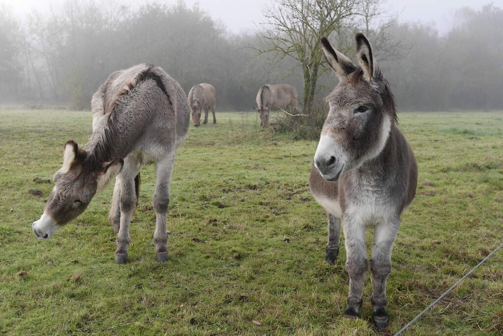 Les ânes et mules sont chargés de l'entretien des landes de Cojoux, à Saint-Just