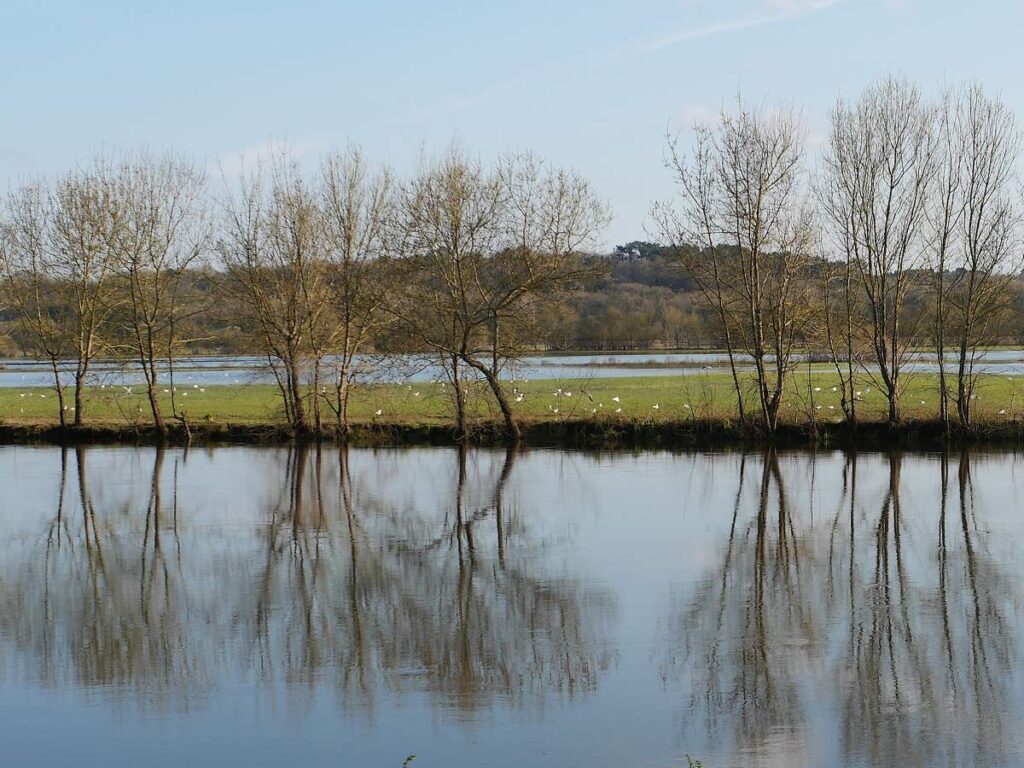 Rives de la Vilaine au Pont-du Grand pas. Il y a beaucoup d'oiseaux blancs, qui se rassemblent ici