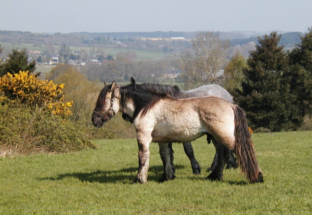Cheveaux mulassier du Poitou aux Landes de Cojoux, Saint-Just, dans un champ