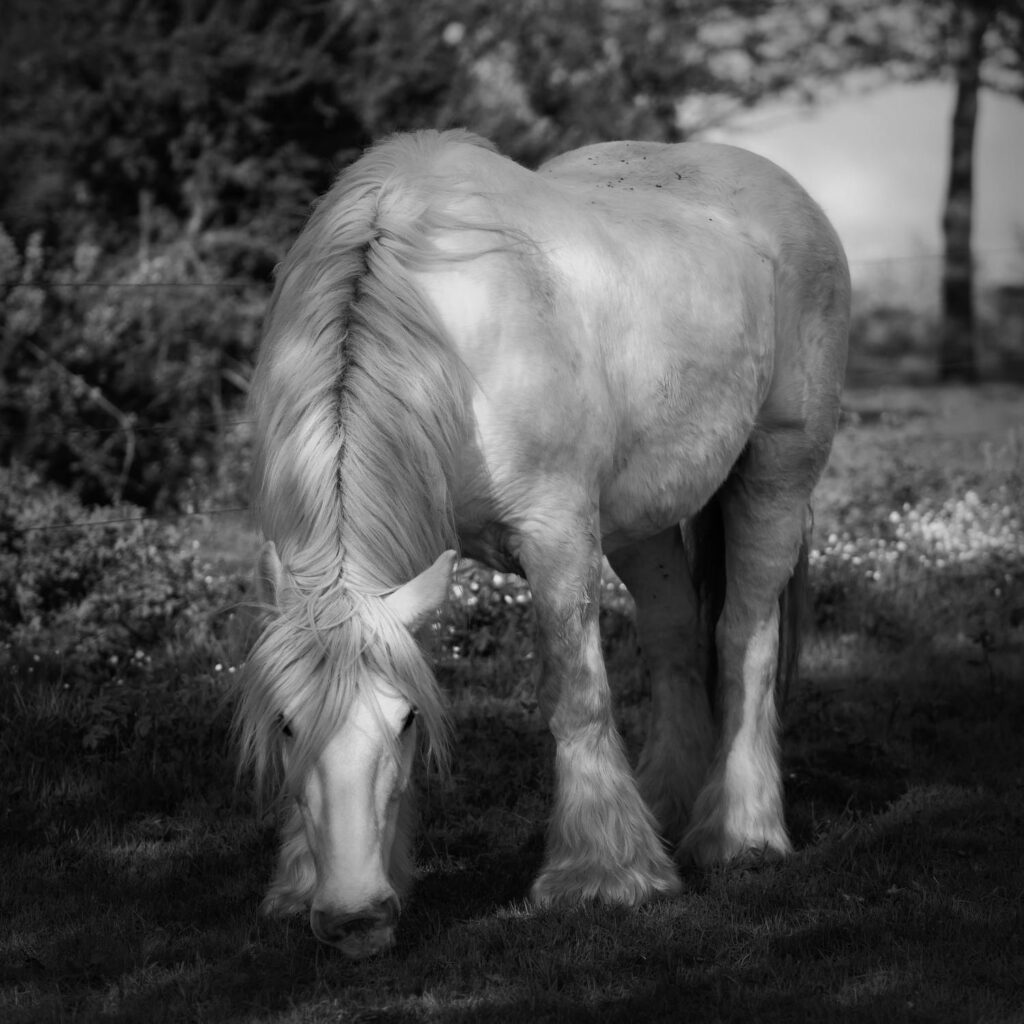 Cheval mulassier du Poitou aux Landes de Cojoux, Saint-Just