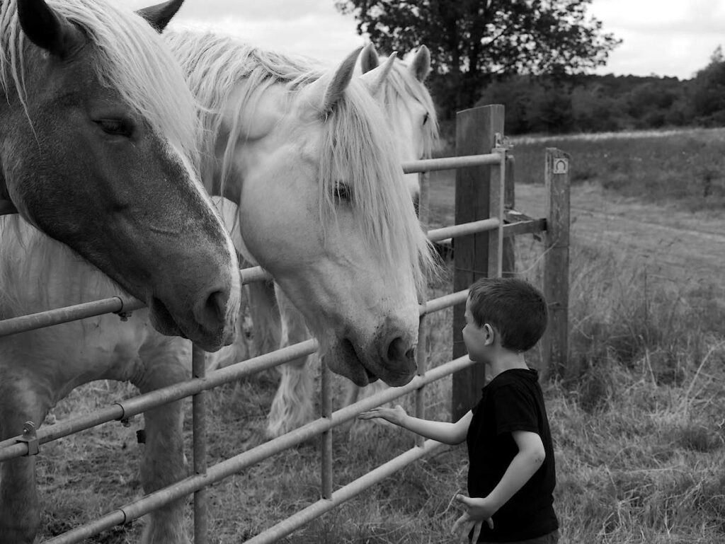 Enfant caressant les chevaux mulassiers des Landes de Cojoux, à saint-Jus