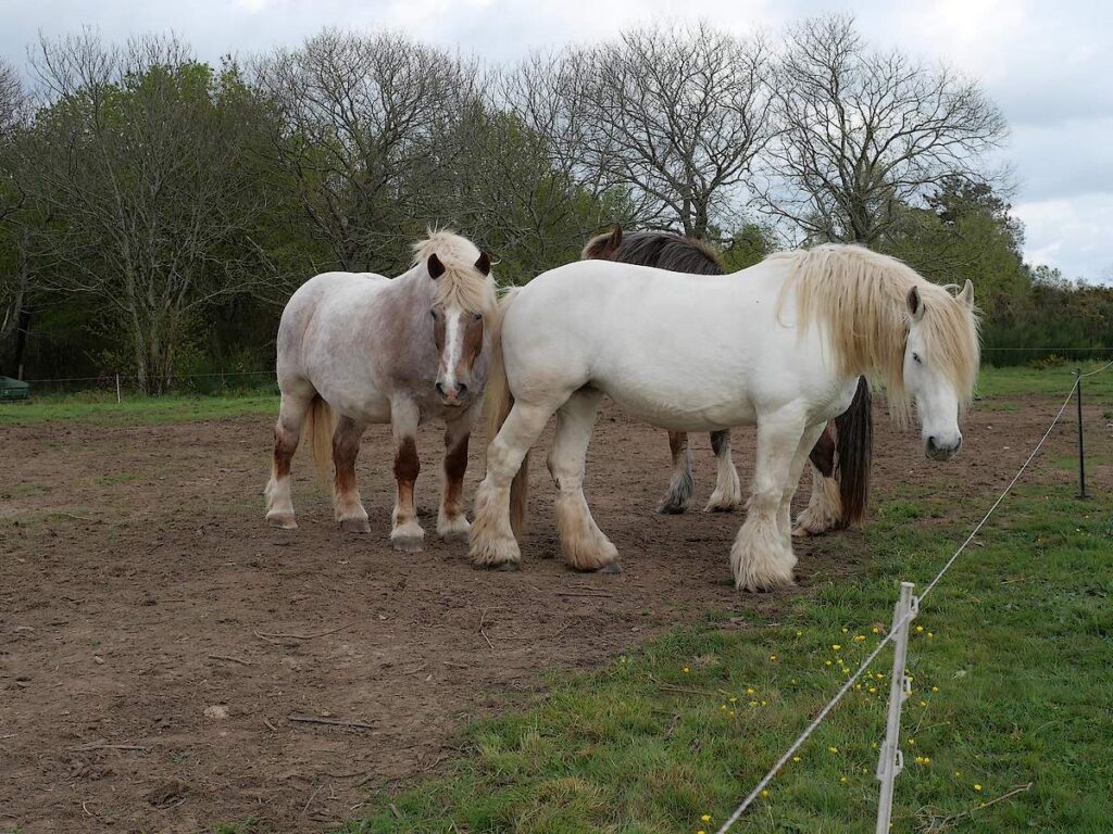 Trois Chevux de race l mulassier du Poitou aux Landes de Cojoux, Saint-Just