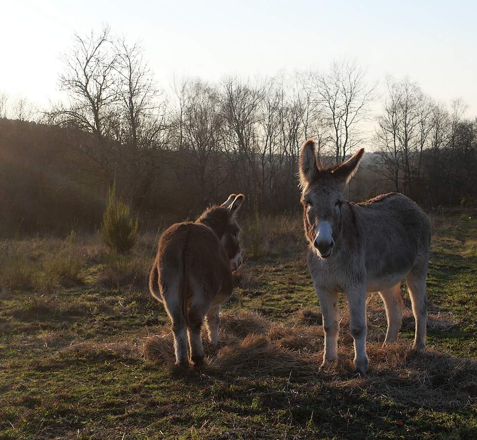 Les ânes et mules sont chargés de l'entretien des landes de Cojoux, à Saint-Just