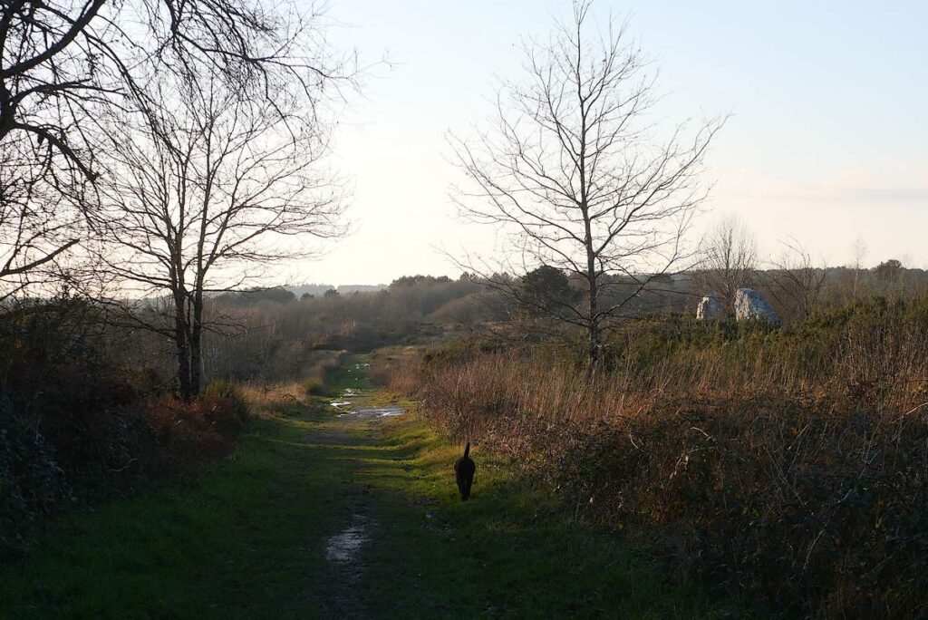 Les Demoiselles de Cojoux dans la lumière du soir, vues du chemin