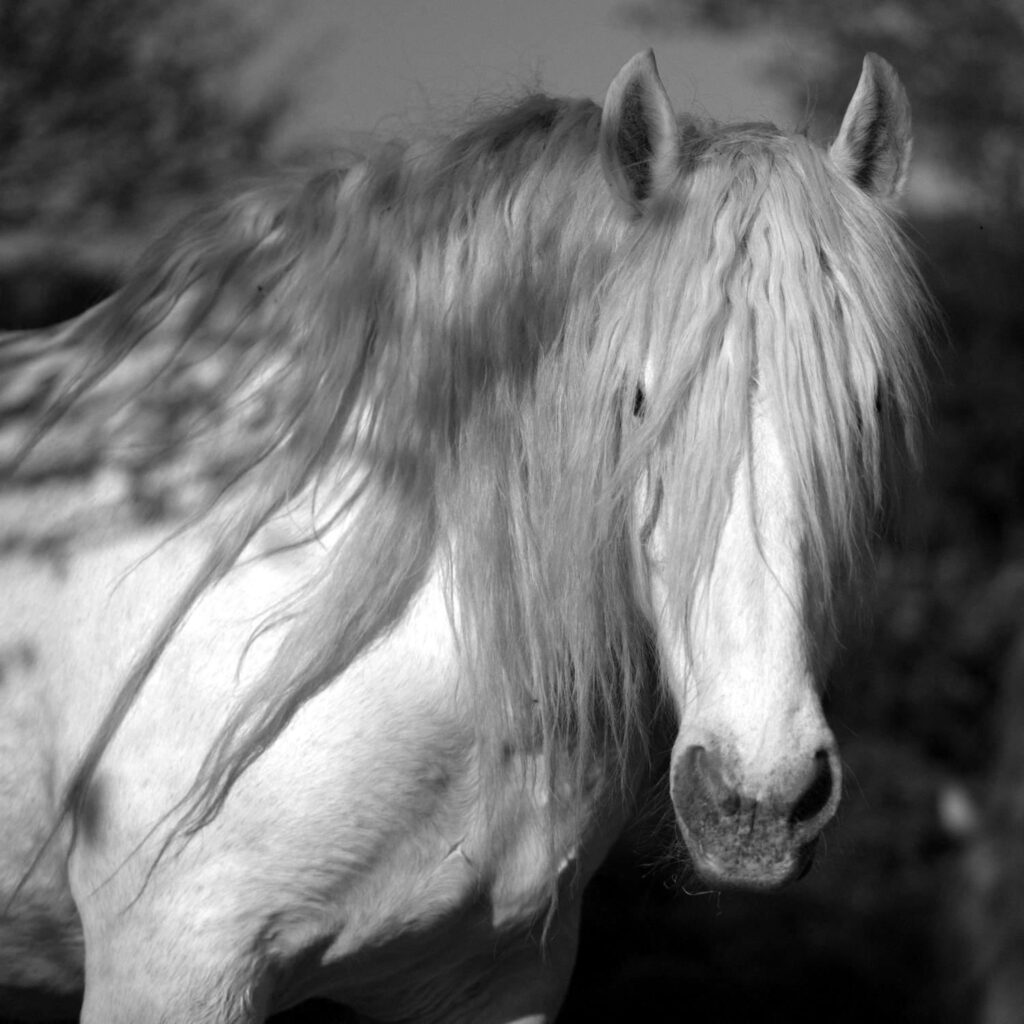 Cheval mulassier du Poitou aux Landes de Cojoux, Saint-Just