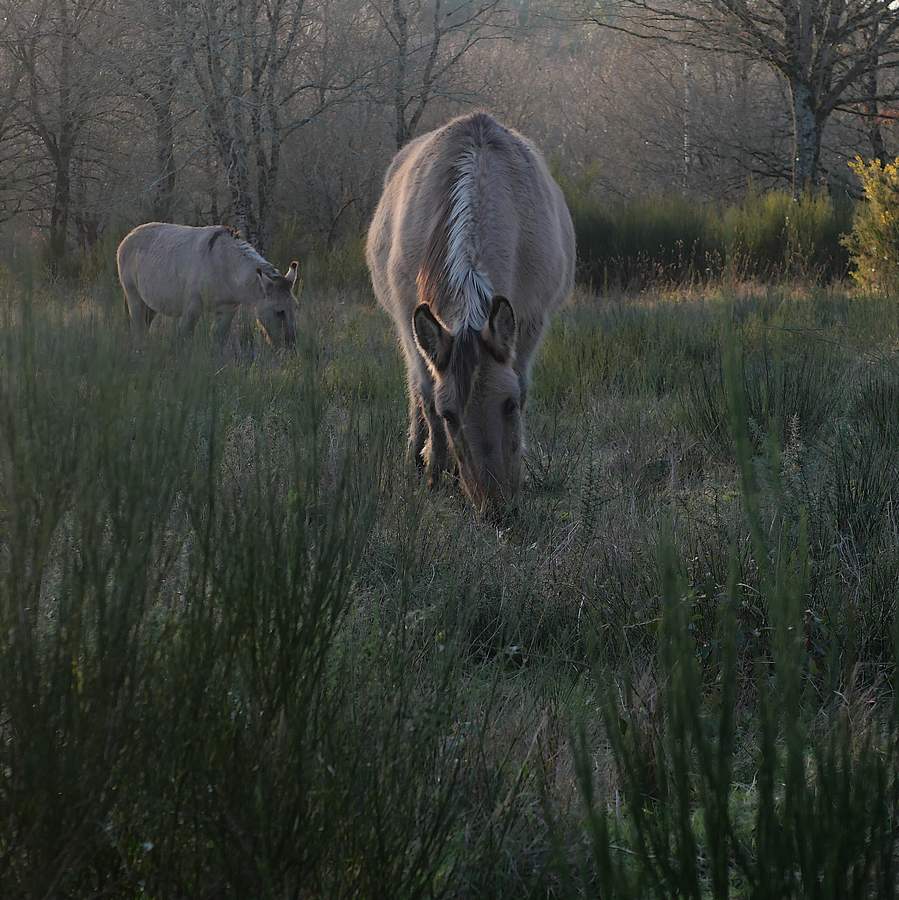 Les ânes et mules sont chargés de l'entretien des landes de Cojoux, à Saint-Just