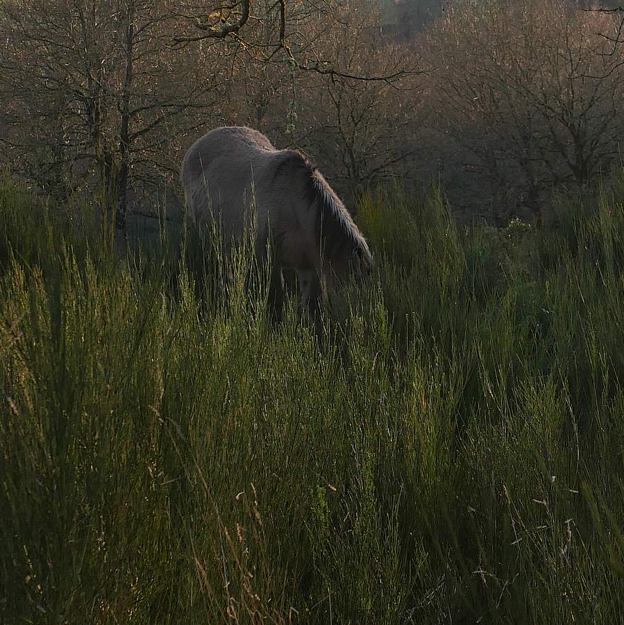 Les ânes et mules sont chargés de l'entretien des landes de Cojoux, à Saint-Just