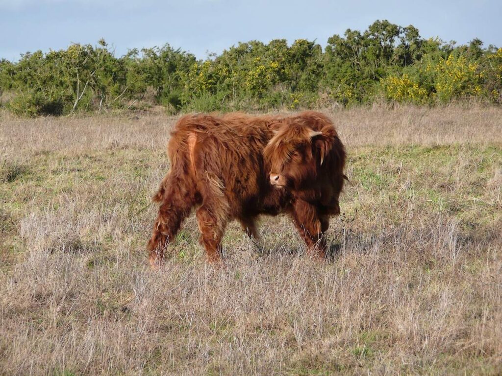 Taureau highland chargé de l'entretien des landes de Cojoux, à Saint-Just