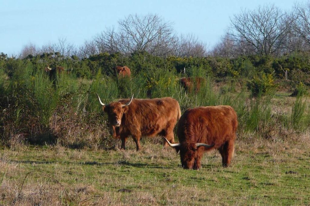 troupeau de vaches et taureau highland chargés de l'entretien des landes de Cojoux, à Saint-Just