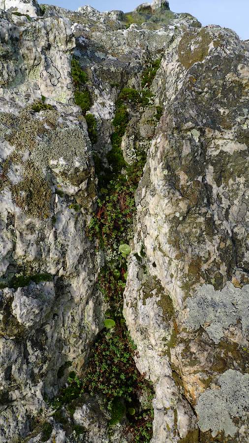 végétation sur un rocher du TRIBUNAL, ensemble mégalithique Saint-Just