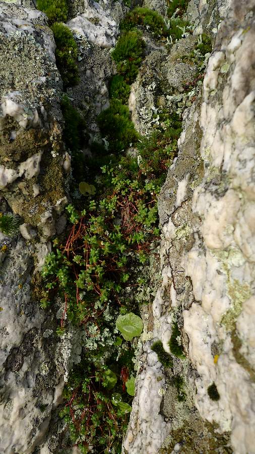végétation sur le rocher duTRIBUNAL, ensemble mégalithique Saint-Just
