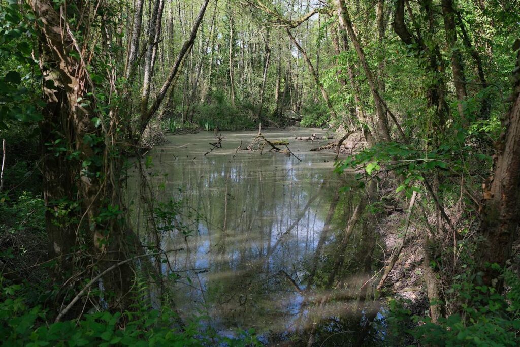 Gravière du site du menhir des Grées, Guipry-Messac. étendue d'eau stagnante.