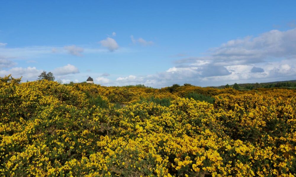 Les ajoncs des landes de Cojoux sont en fleurs