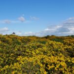 Les ajoncs des landes de Cojoux sont en fleurs