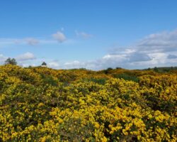 Les ajoncs des landes de Cojoux sont en fleurs