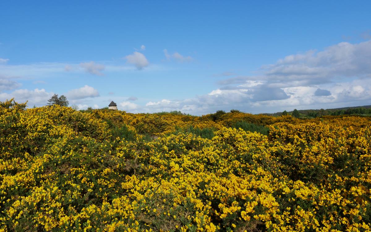 Les ajoncs des landes de Cojoux sont en fleurs
