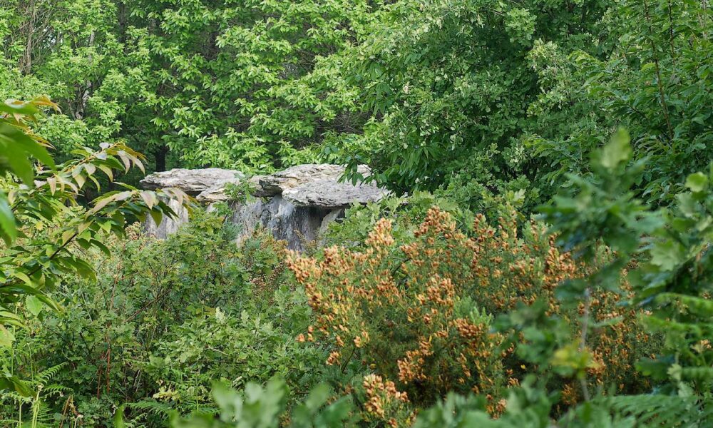 L'Allée couoverte de Tréal un peu cachée dans les bois