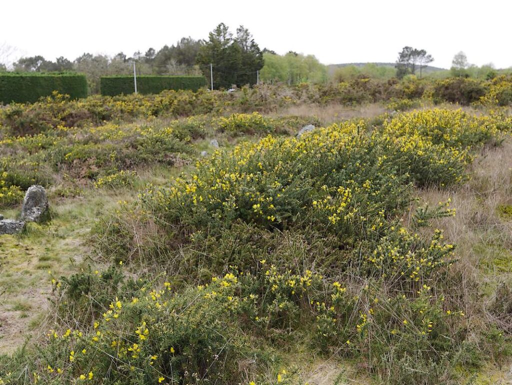 La Croix Madame, au site mégalithique de Saint-Just, dans la lande fleurie.