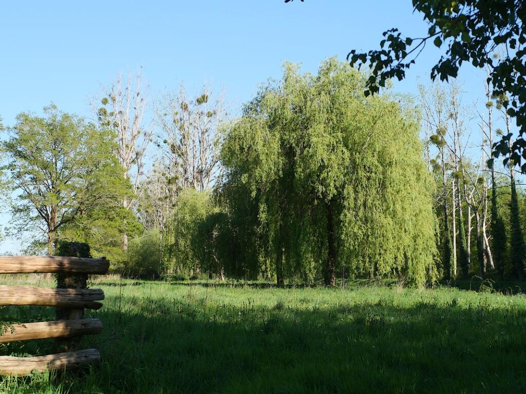 de beaux saules pleureurs