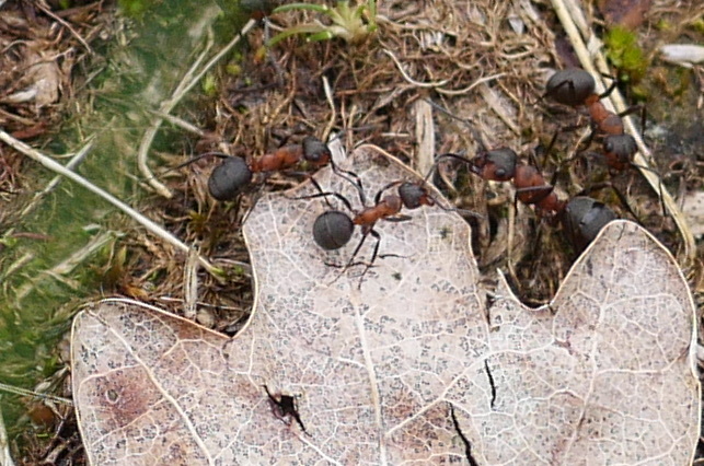 les fourmis qui vivent près de la maison préhistorique de Saint-Just
