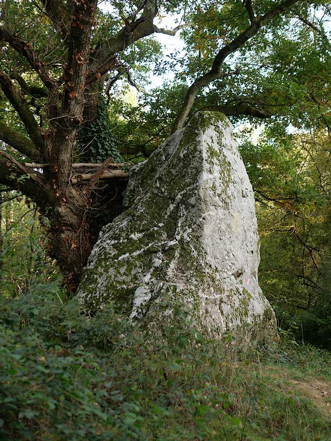 Le grand menhir des Grées, à Guipry-Messac, contre son chêne