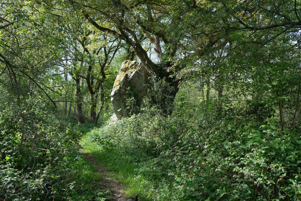 Le grand menhir des Grées vu de dos, contre son chêne