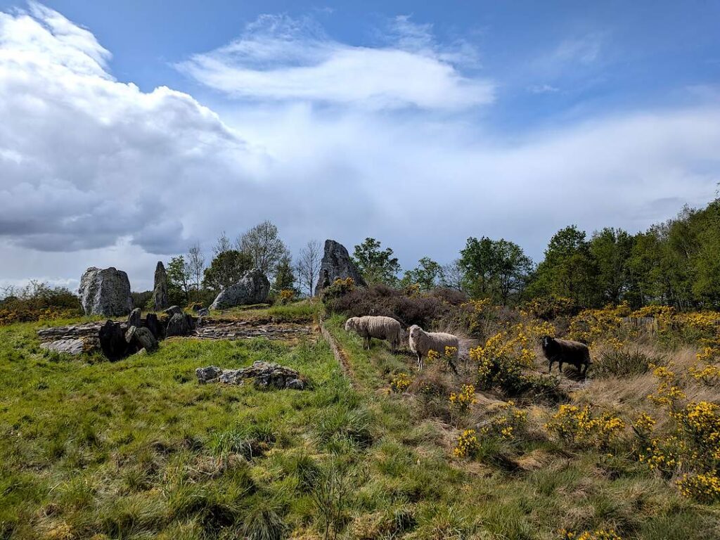 Trois moutons sur le site du Château-Bû