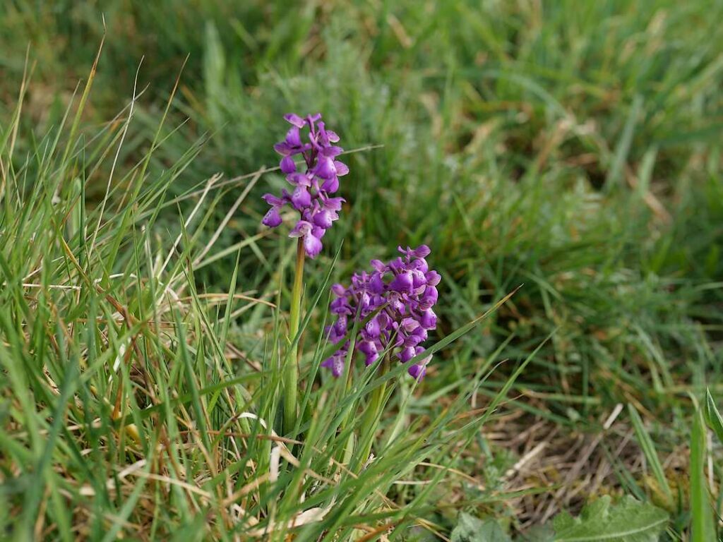 Orchidées des landes sèches de Saint-just