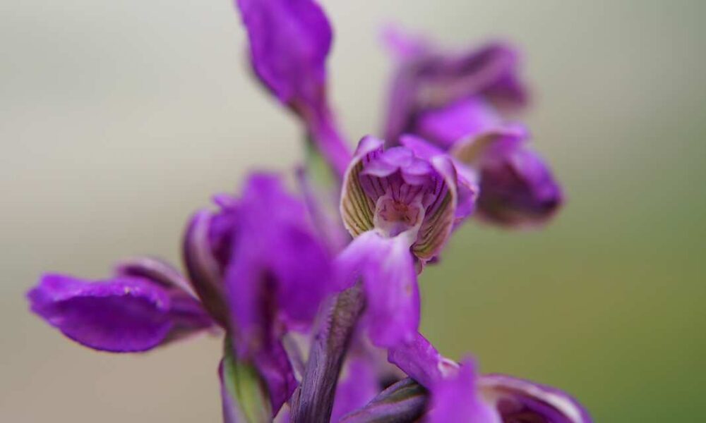 orchis bouffon vue de près