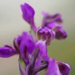 orchis bouffon vue de près