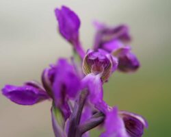 orchis bouffon vue de près