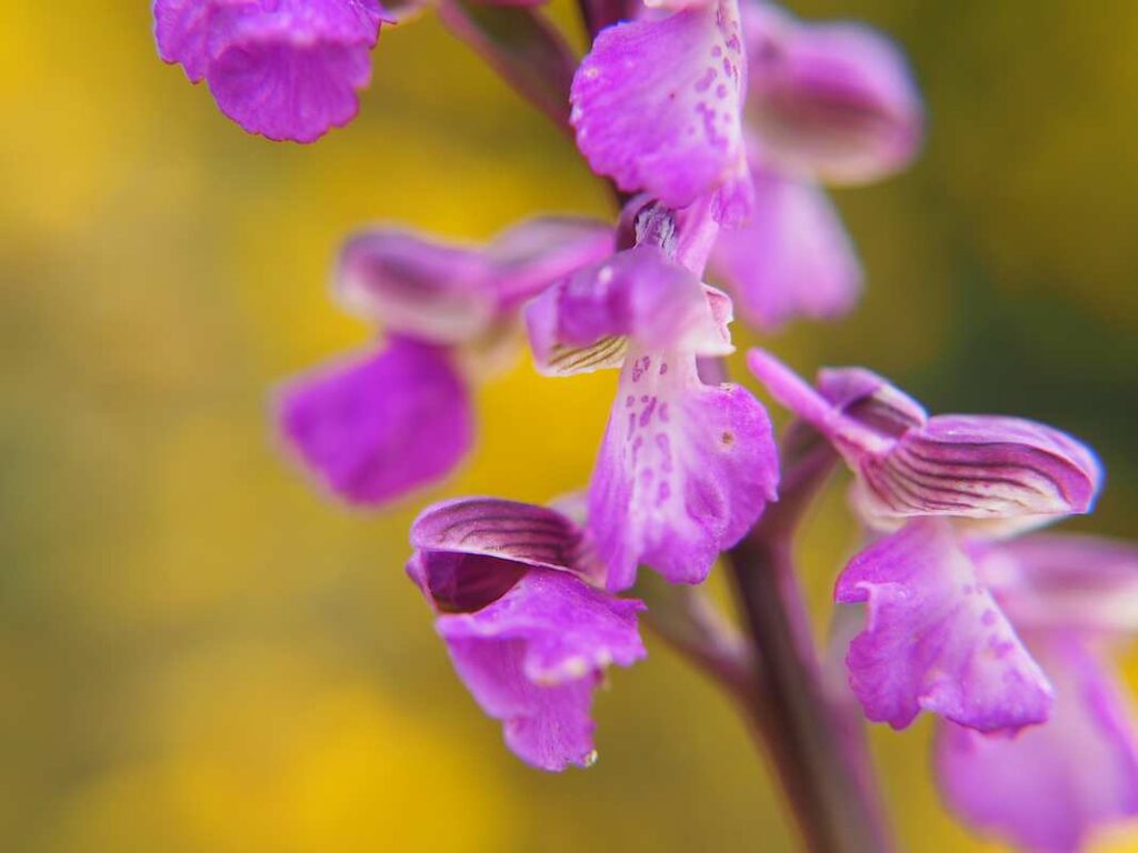 orchis bouffon des landes de cojoux, jolies couleurs mauves