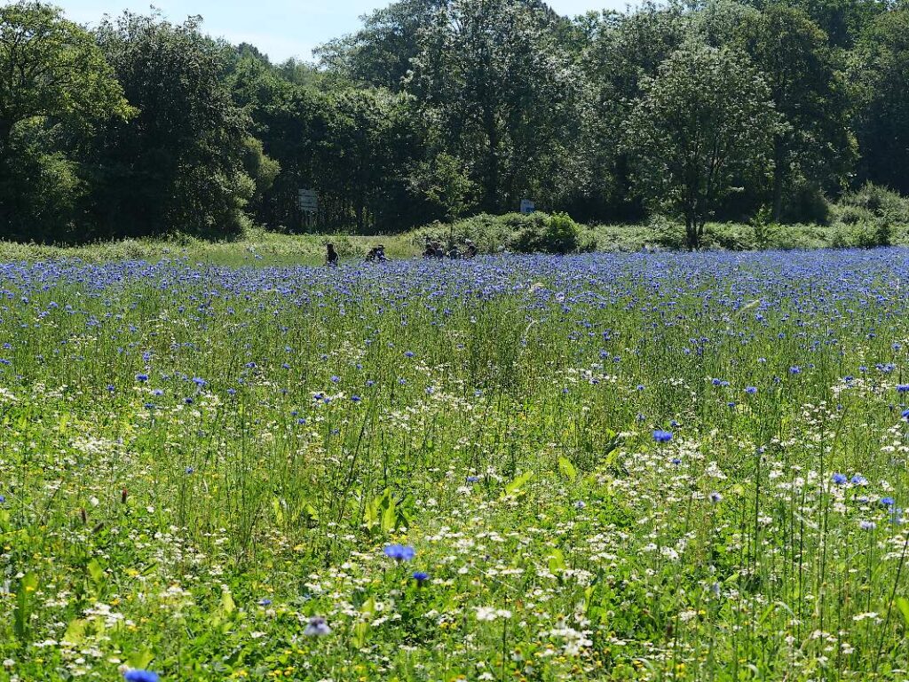 Grand champs de bleuets à La Gacilly