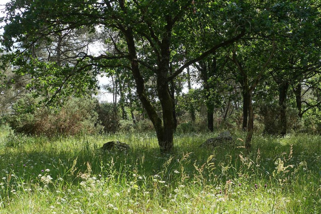 Le tertre tumulaire dans les hautes herbes de la lande des demoiselles, à Langon